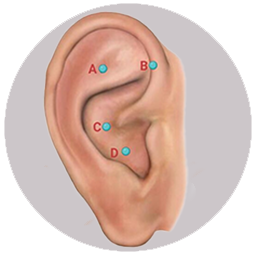 Auriculo Therapy(Ear Reflexology)